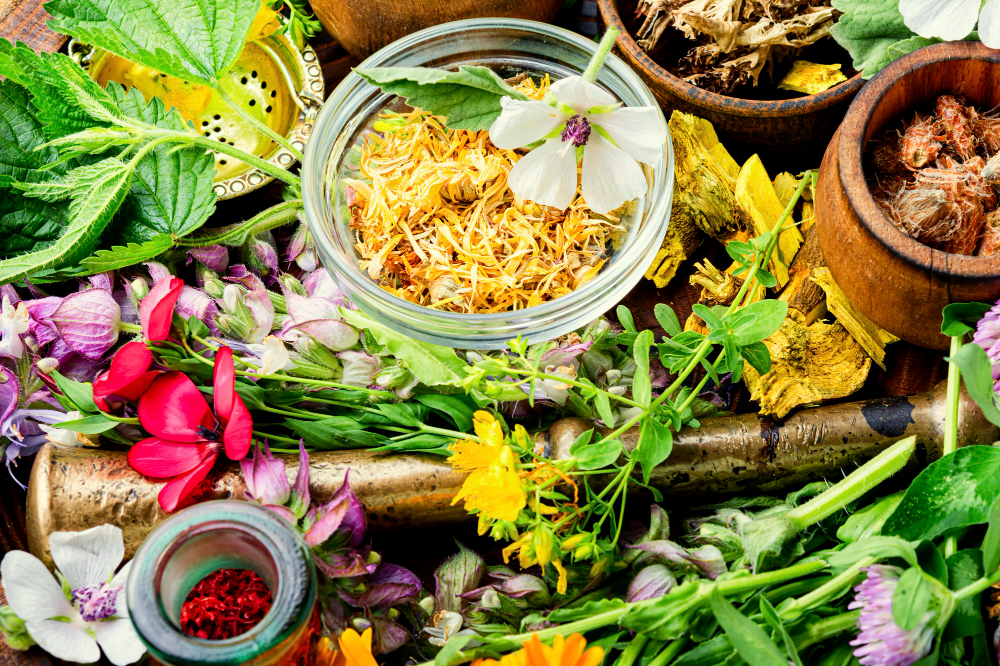 Les Plantes Médicinales des Vosges