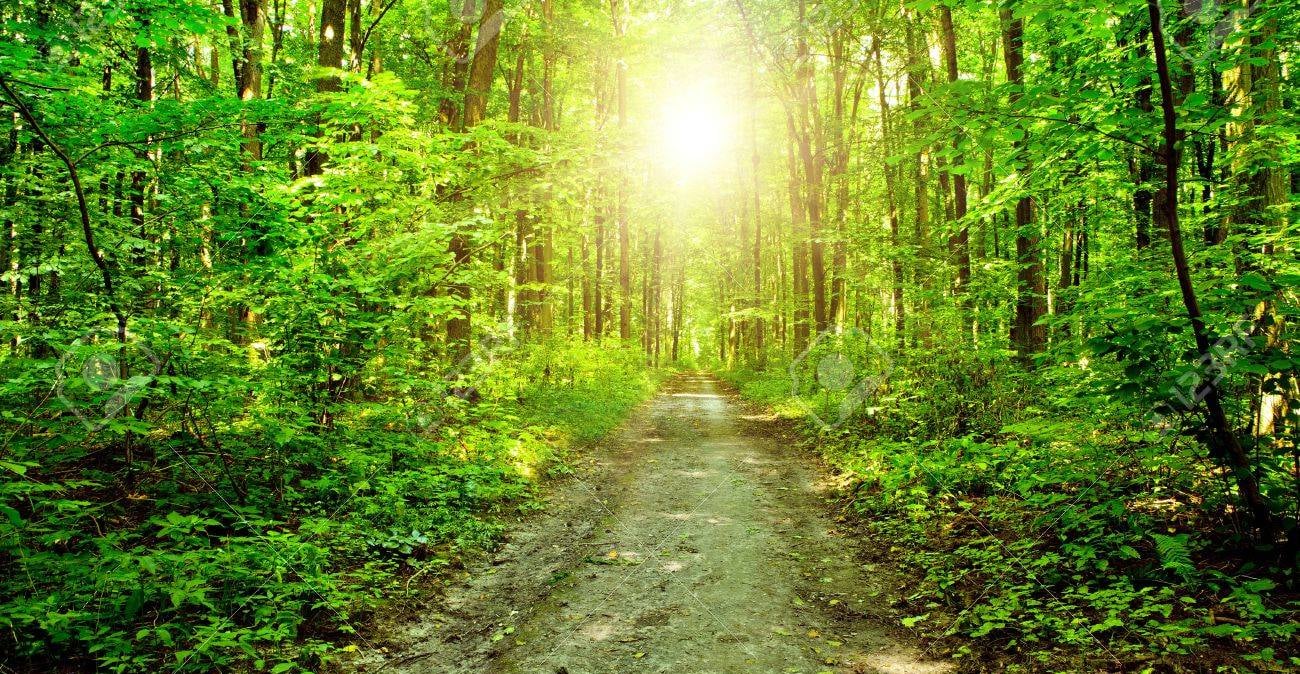 As you walk through the forest I will be by your side until the light starts to shine through.