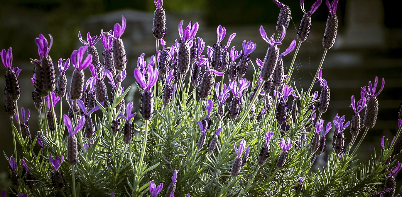 A clear image of lavender flowers with sunshine on them
