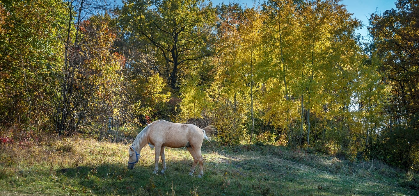 a horse grazing calmly in a field with trees in the background