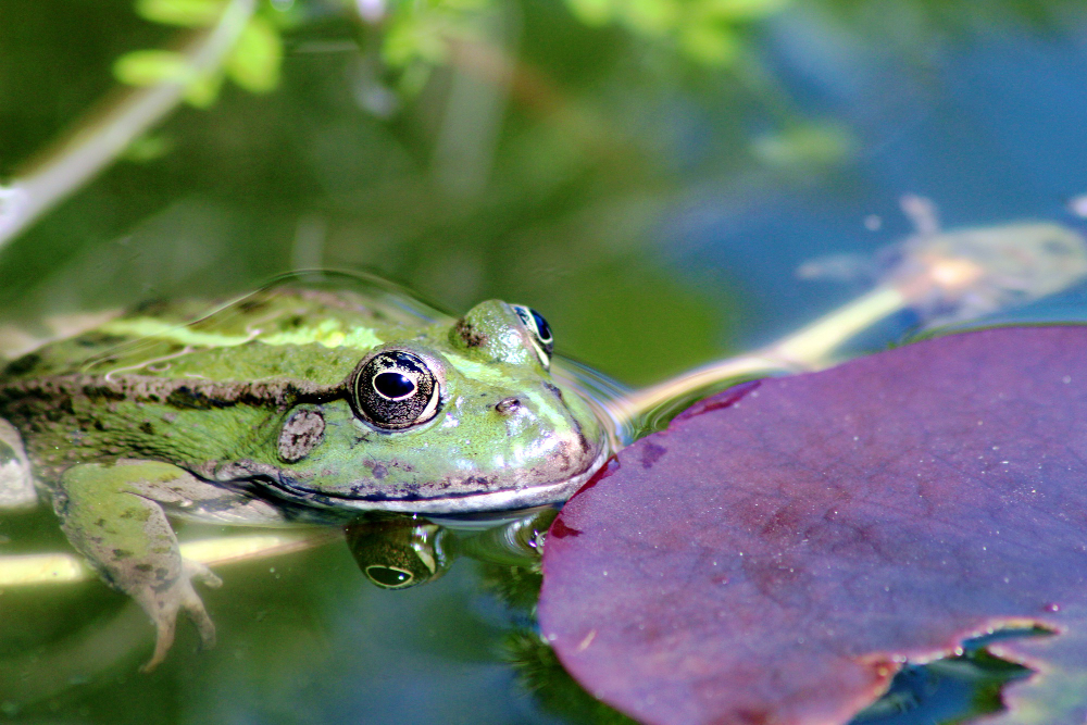 univers enchanté de la faune et flore de l’étang de la Linette