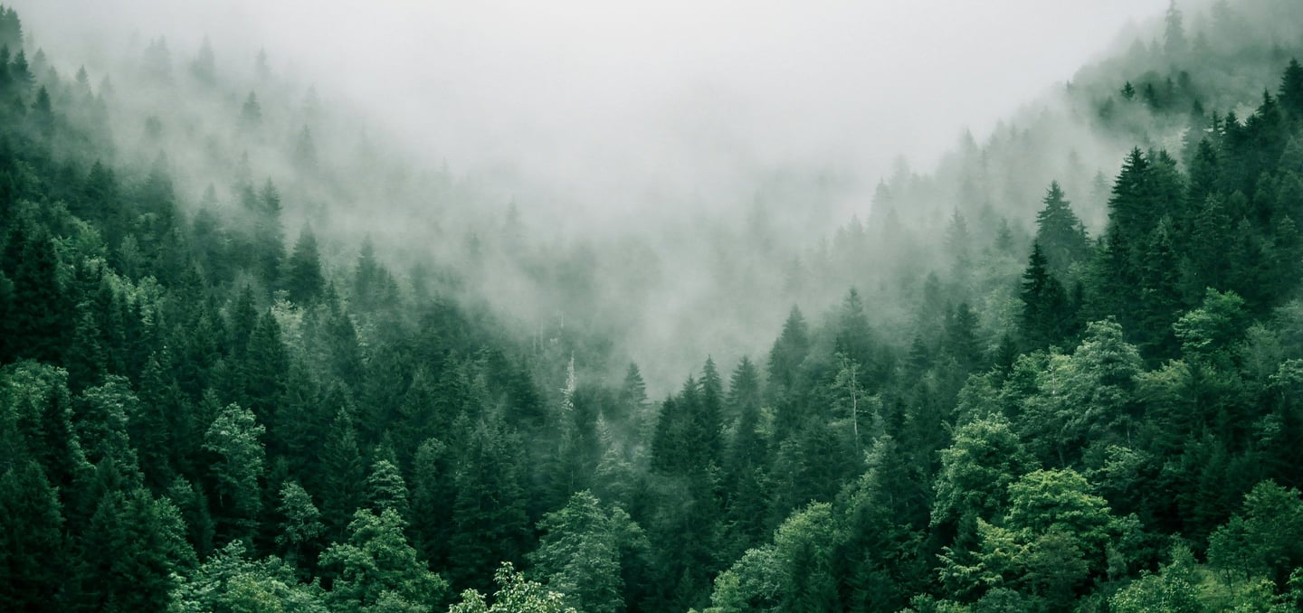 Mystischer Wald aus dem Nebel aufsteigt