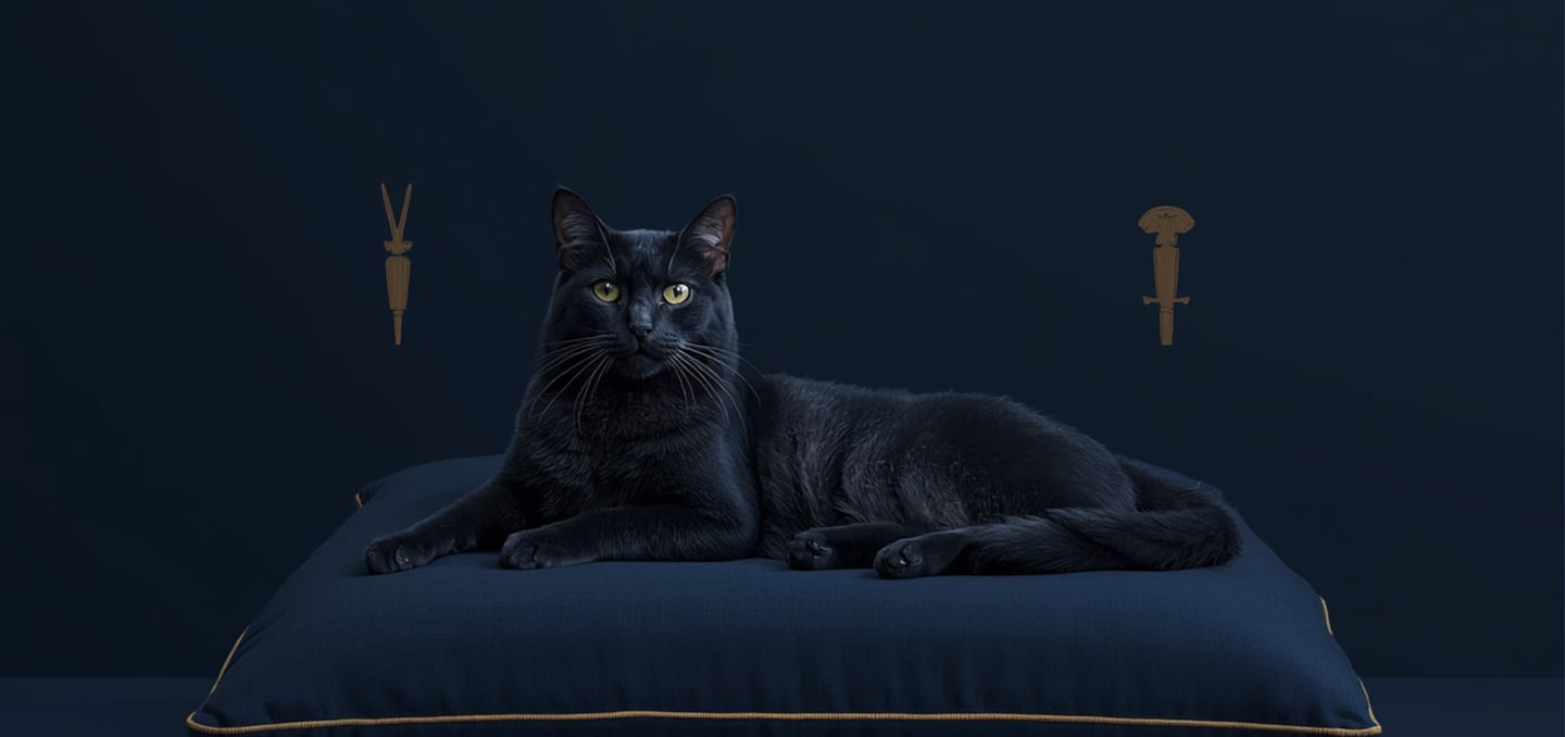 Cat sleeping deeply on navy cushion — why cats sleep so much
