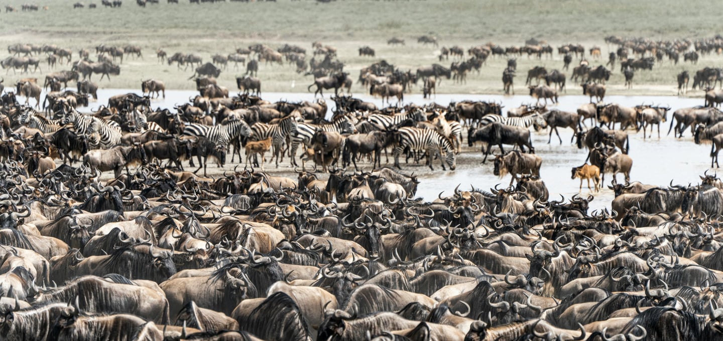 The "Great Migration", Masai Mara & Serengeti (photo courtesy of pexels)