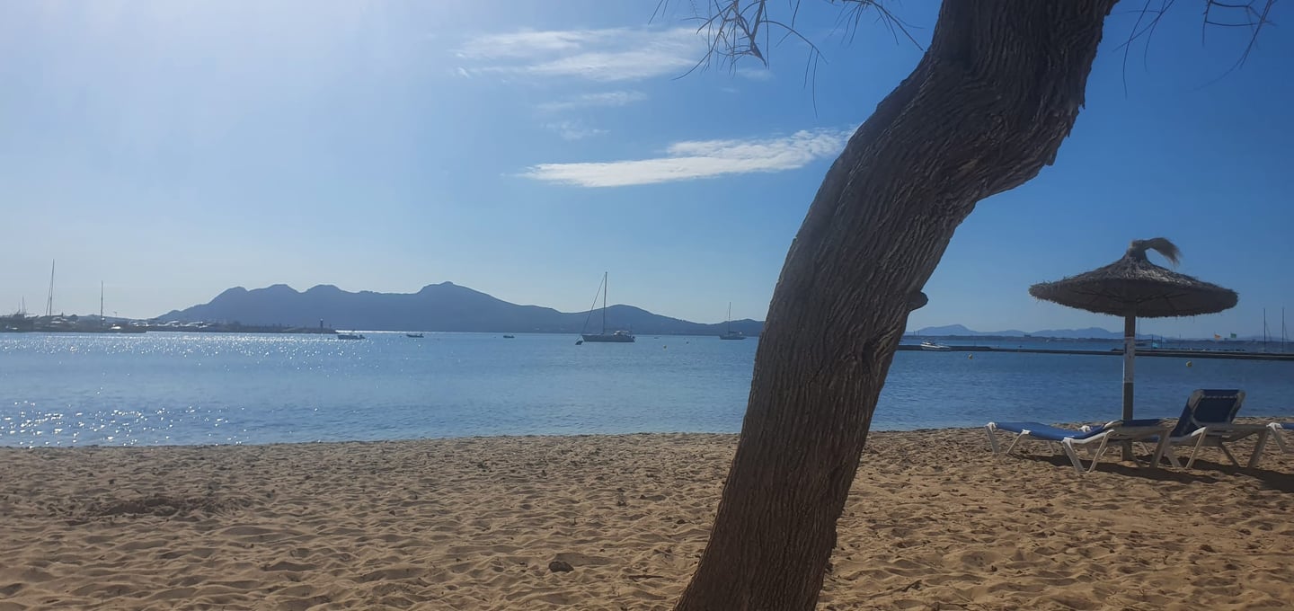 a tree that is sitting on the sand in Alcudia beach