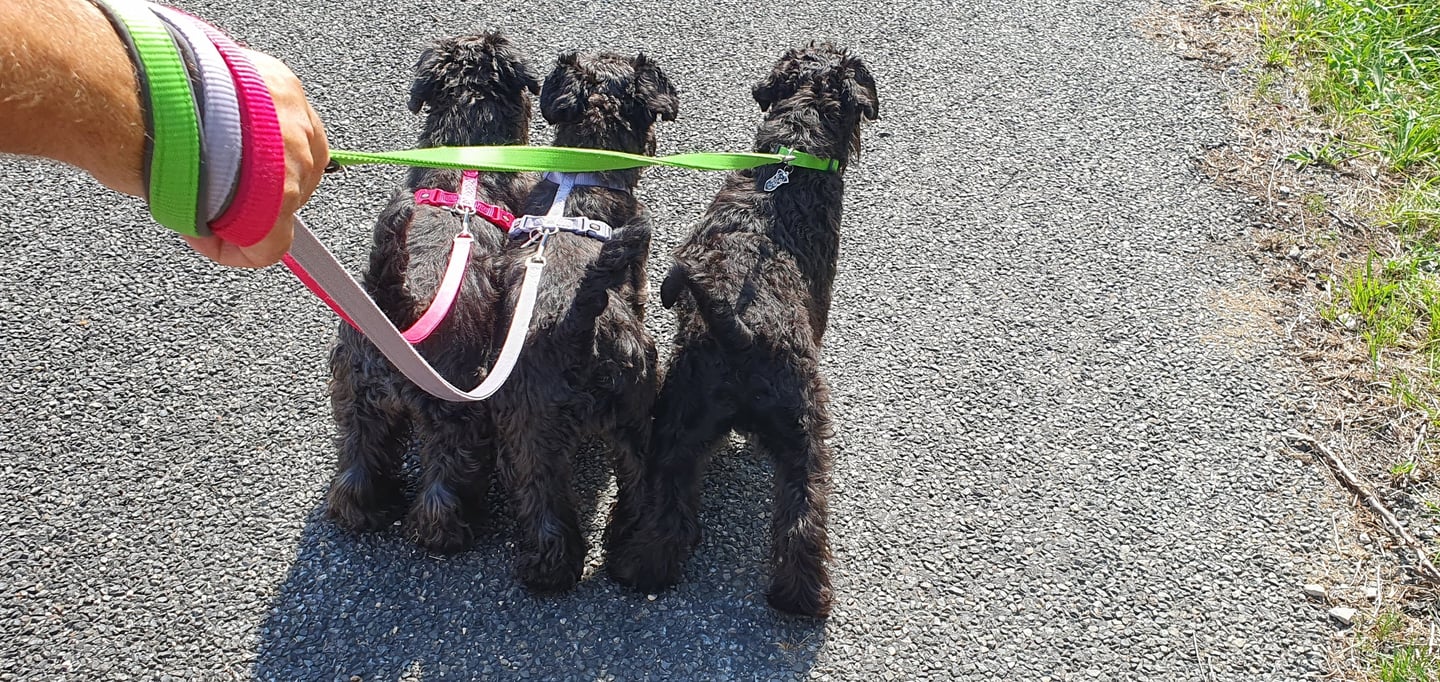 Mini troupeau de Schnauzers