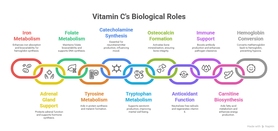 vit C Biological Role
