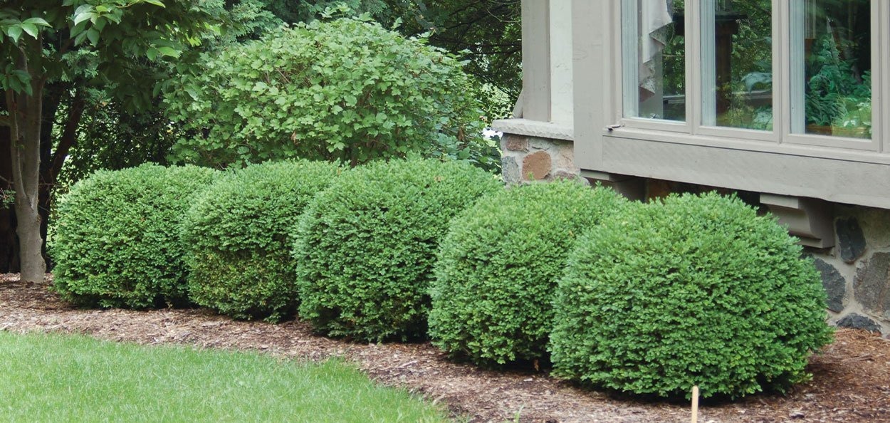 a row of bushes in a garden