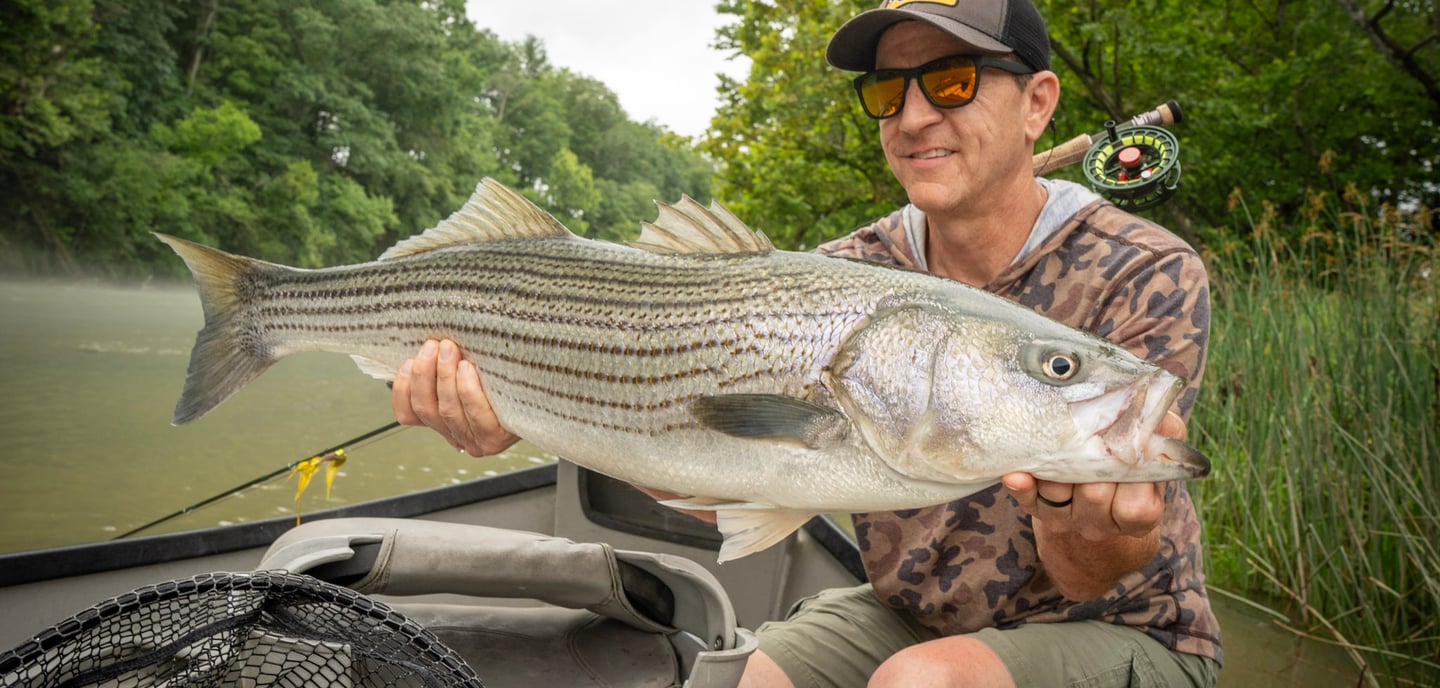 Striped Bass on the fly.  South Holston and Watauga River Fishing Report