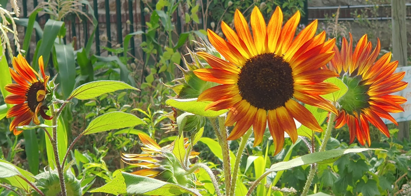 tournesols des incas