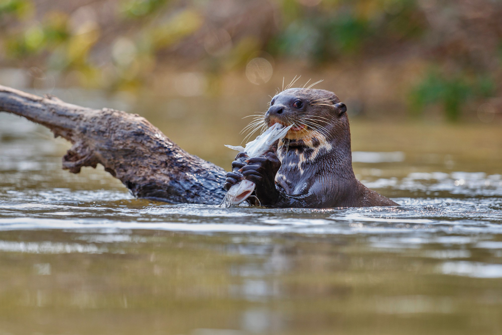 Partez à l’Aventure sur le Sentier de la Loutre