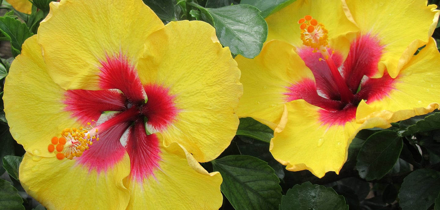 close -up of two yellow and red hibiscus flowers with green leaves
