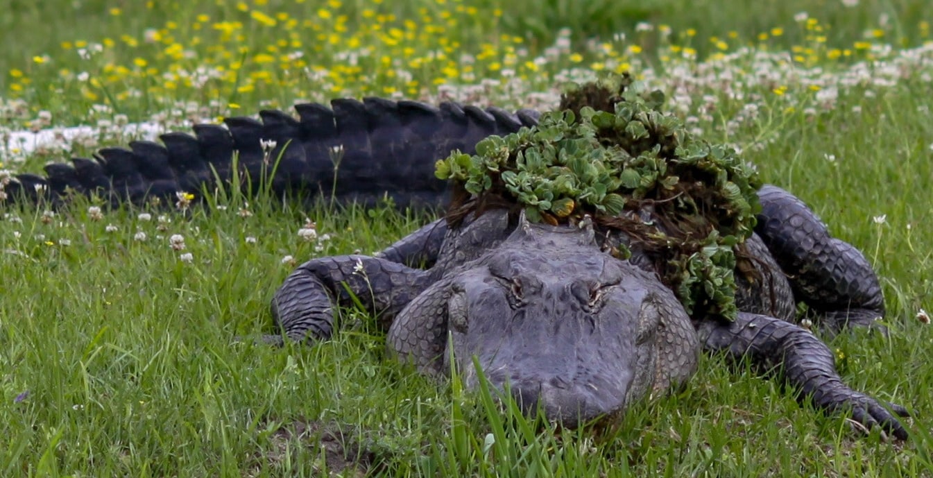 Huge American Aligator hiding in the grass with a menacing smile