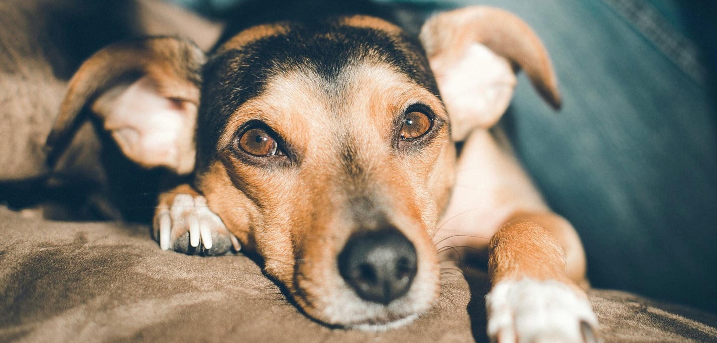 Educateur canin à Arras