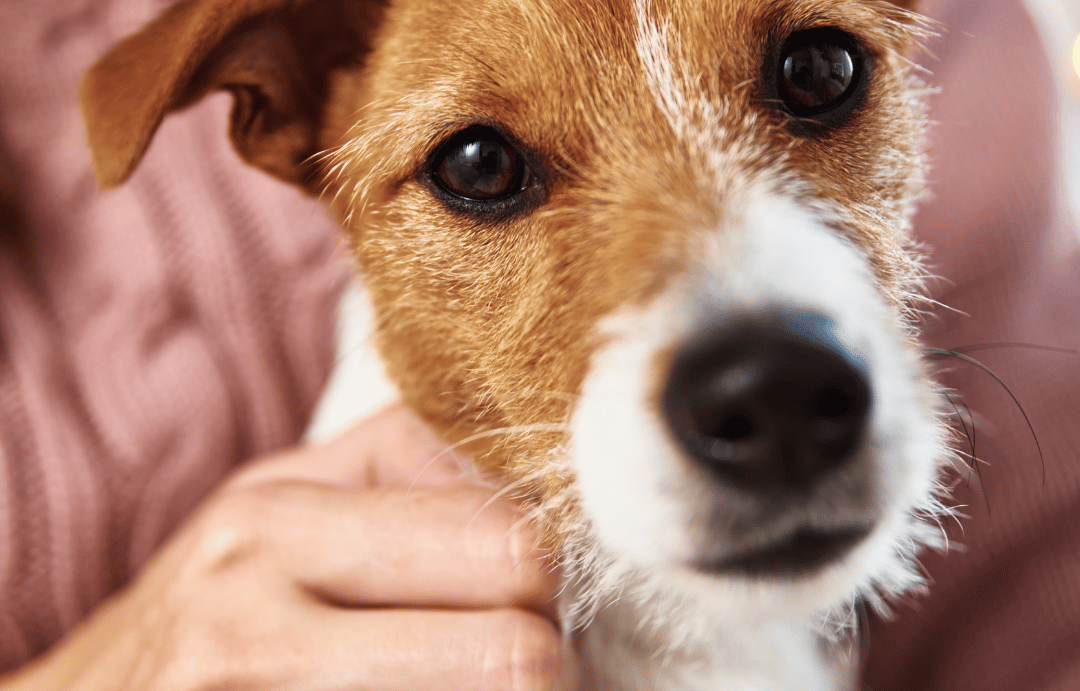 Pet care 
