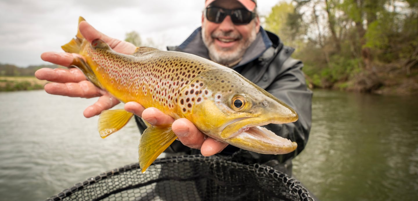 Big Brown Trout on Dry Flies