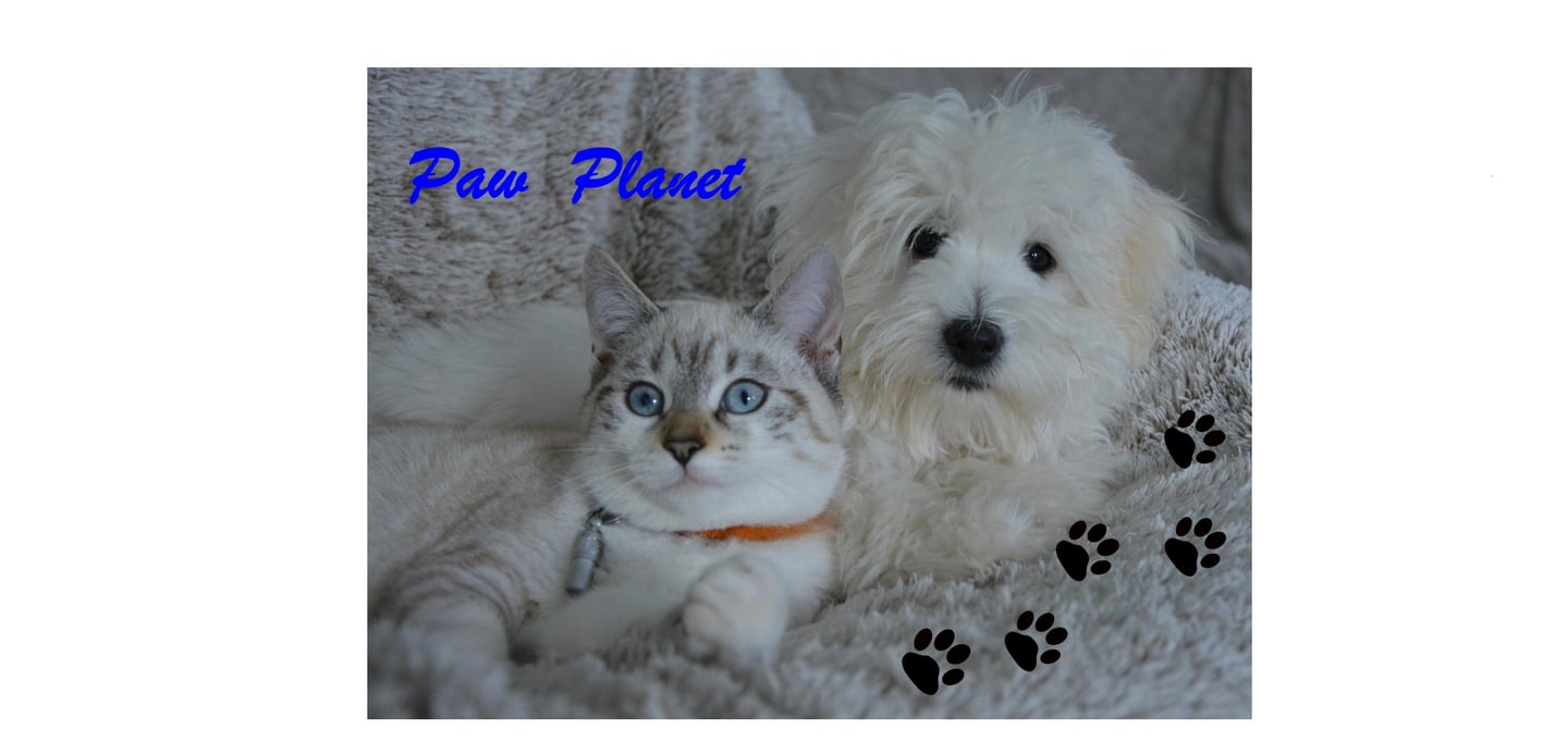 Cat and Dog Relaxing