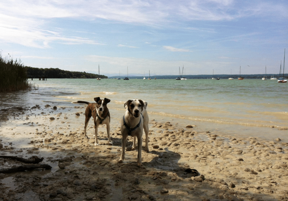 a dog is standing on the beach with a dog