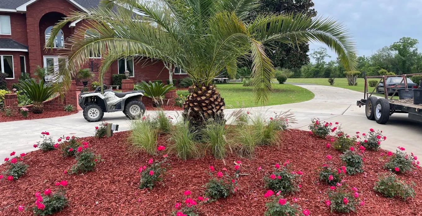 Red mulch flower bed with pink roses and a palm tree in front of a brick house landscape.