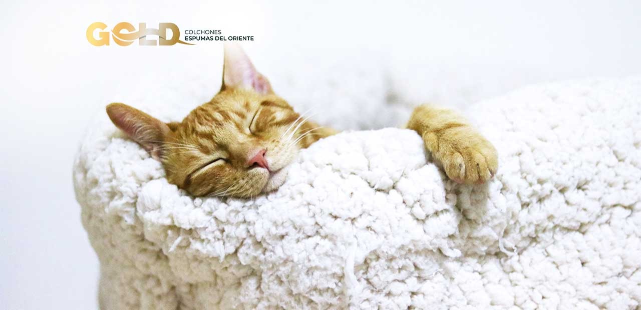 gato-durmiendo-colchon