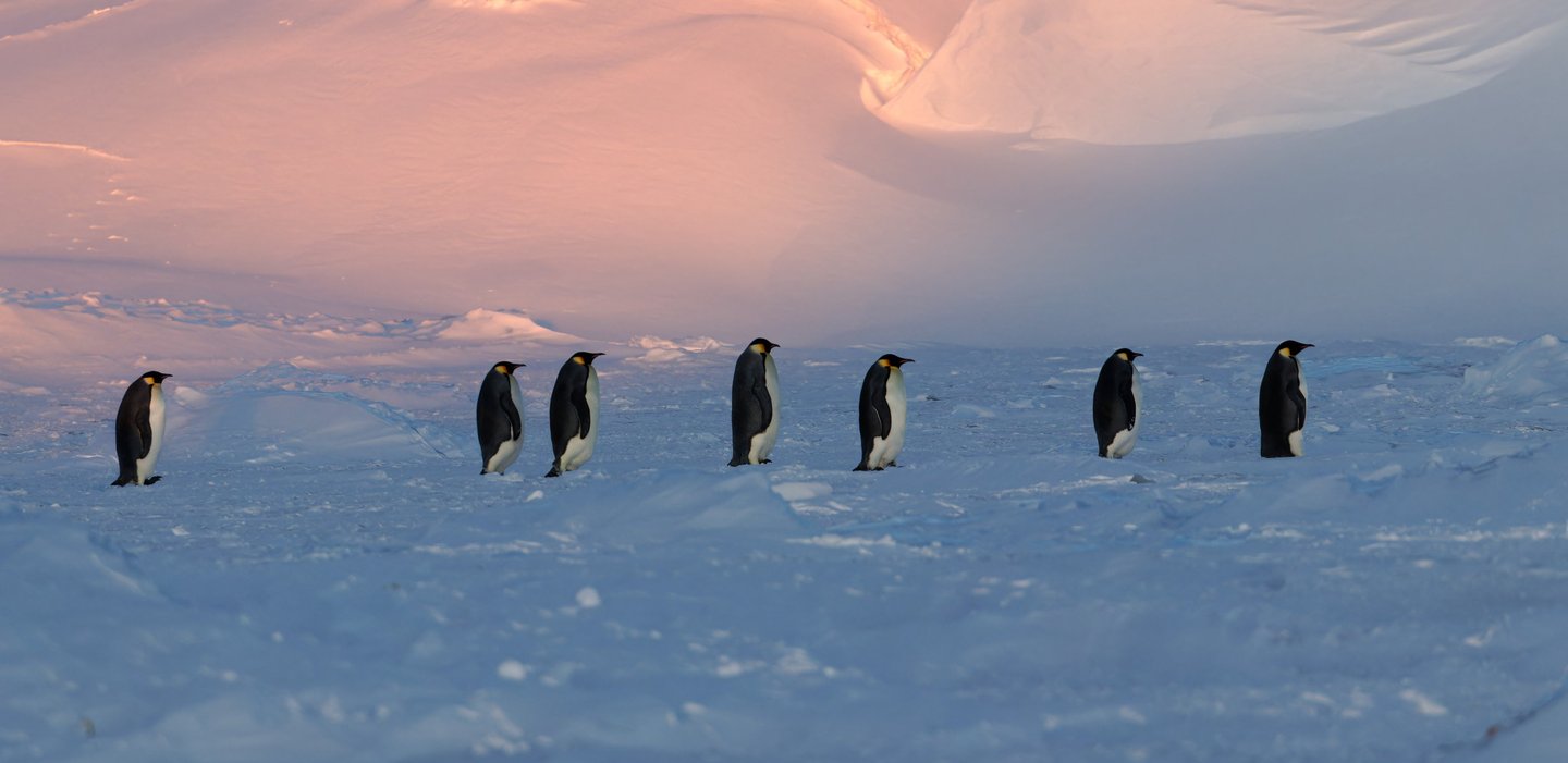 © Valentin GUILLET - Institut polaire français - TA73