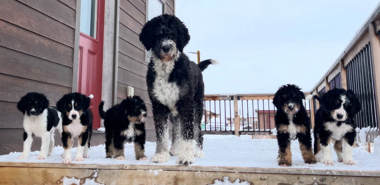 bernedoodle family mom and babies