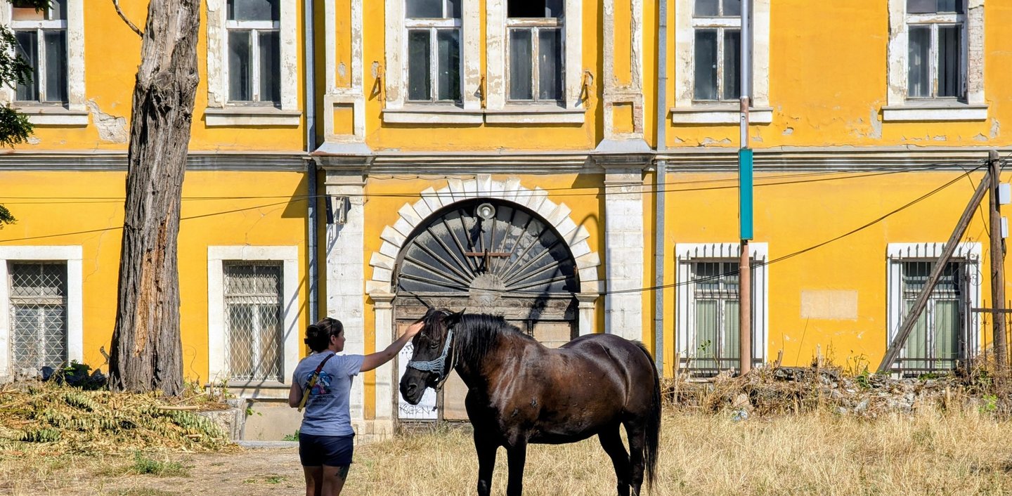 Samantha petting a horse in Skopja North Macedonia 