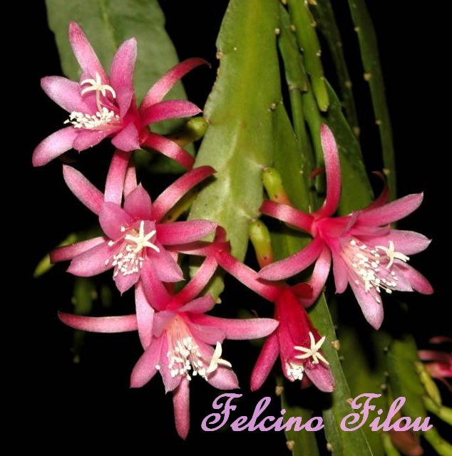 The very delicate "Felcino-filou" 