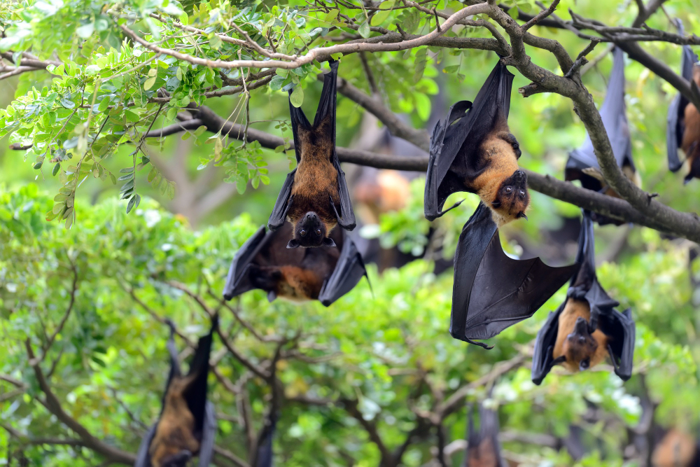 Nuit de la chauve-souris