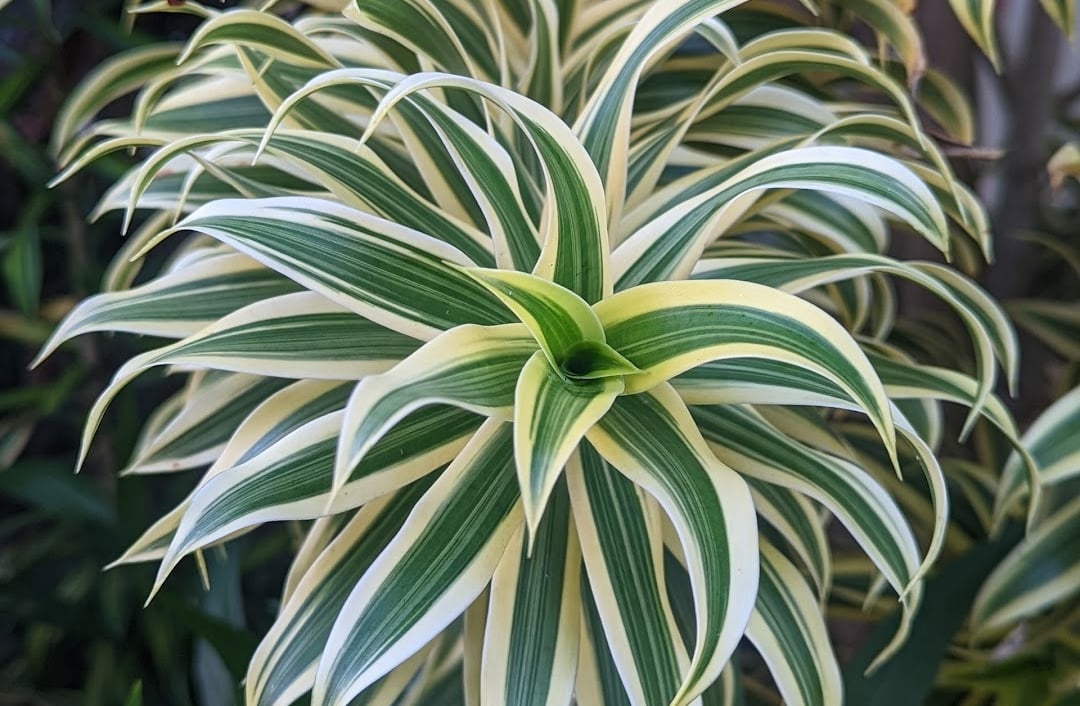 Dracaena reflexa Song of India plant featuring vibrant green and yellow variegated pointed leaves.