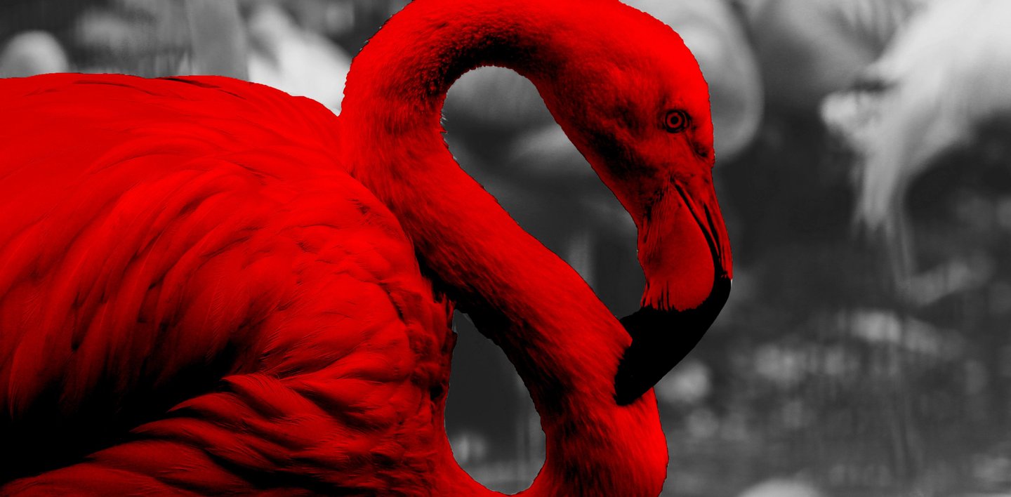 A striking image of a flamingo, rendered in vibrant red against a black-and-white background