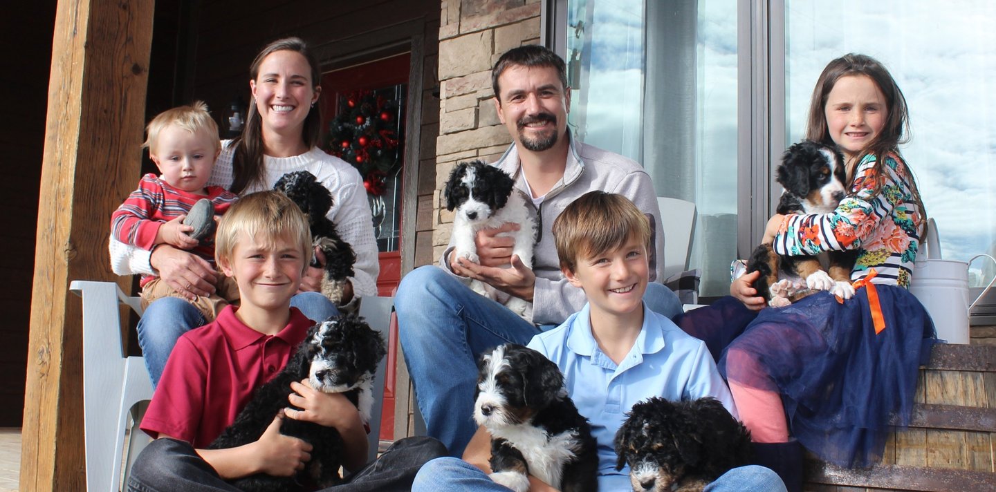 family raised doodles, bernedoodle puppies