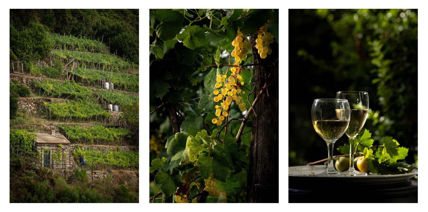 Vignoble
