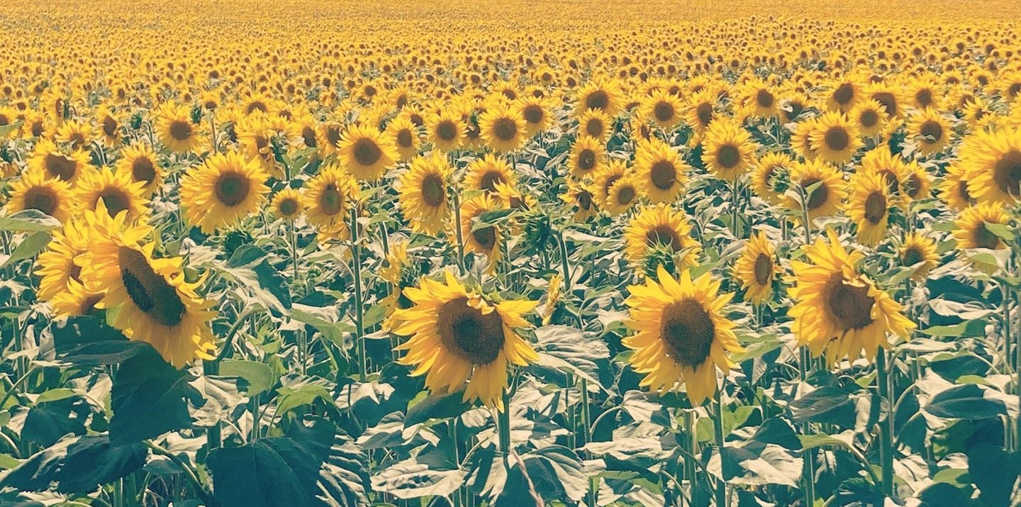 A field of sunflowers