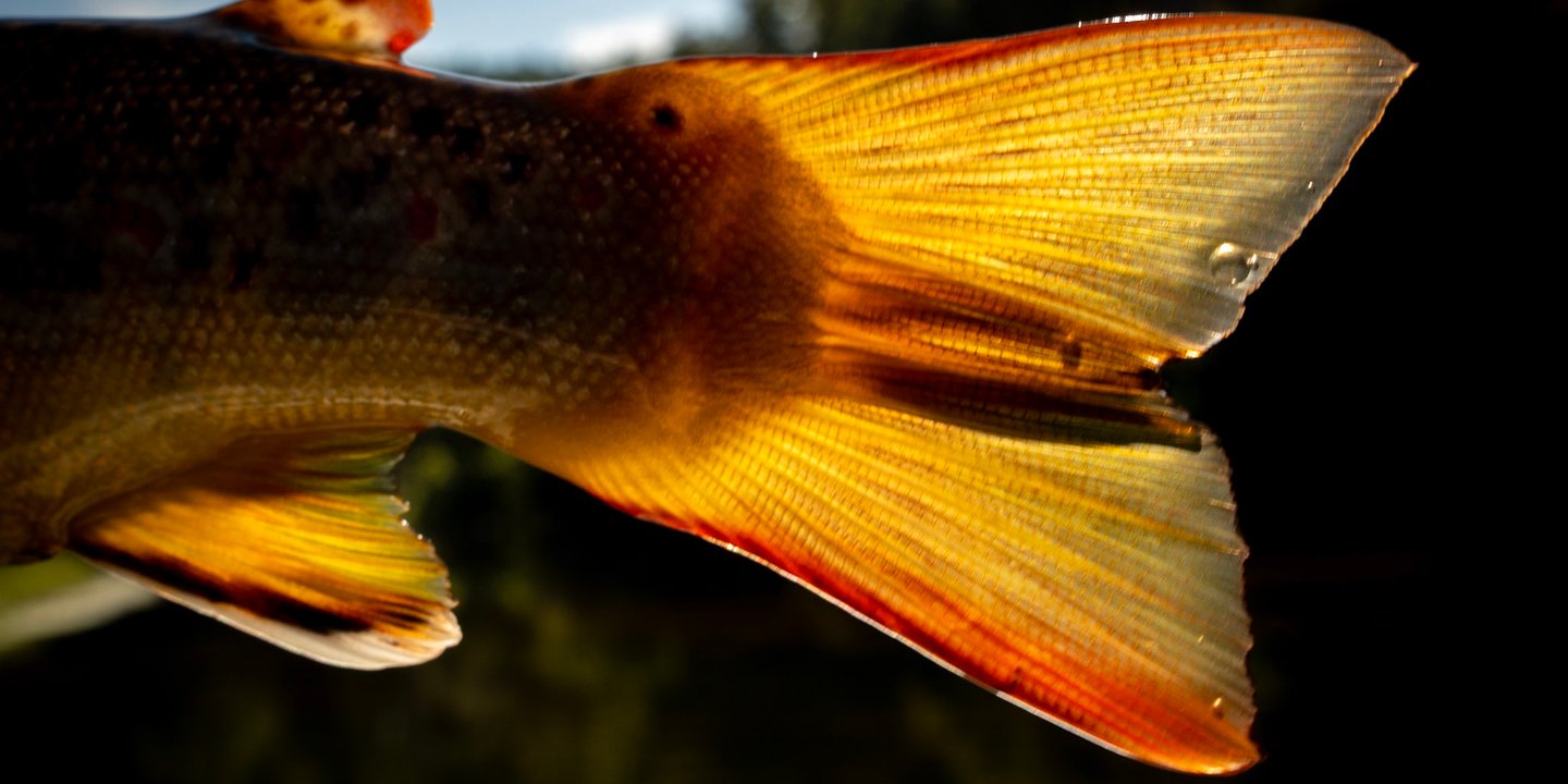 Early morning brown trout are the best!
