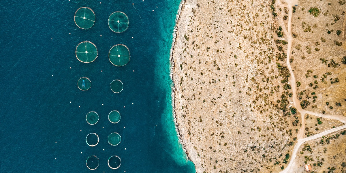 vietnamese crab supplier