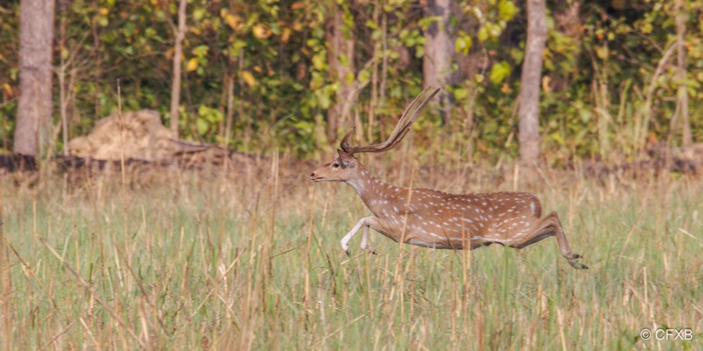 galloping deer in Bardia National Park
