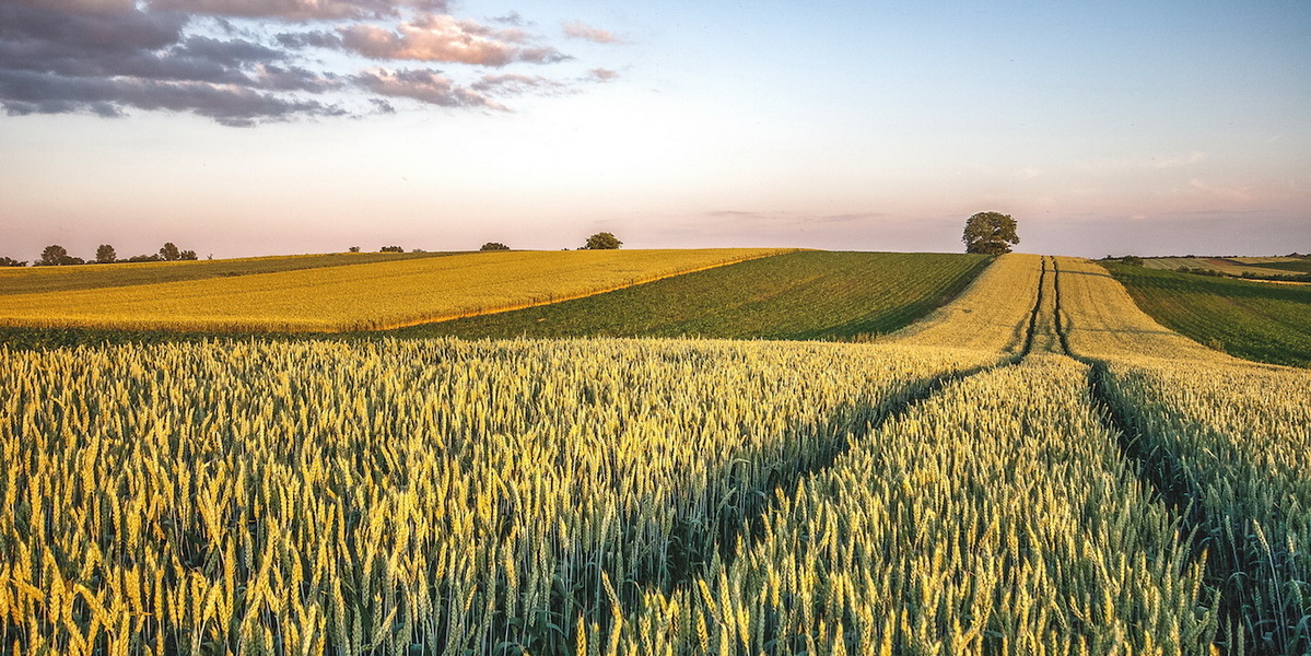 Nevjerojatan krajolik poljoprivrednih polja u Slavoniji, Hrvatska.