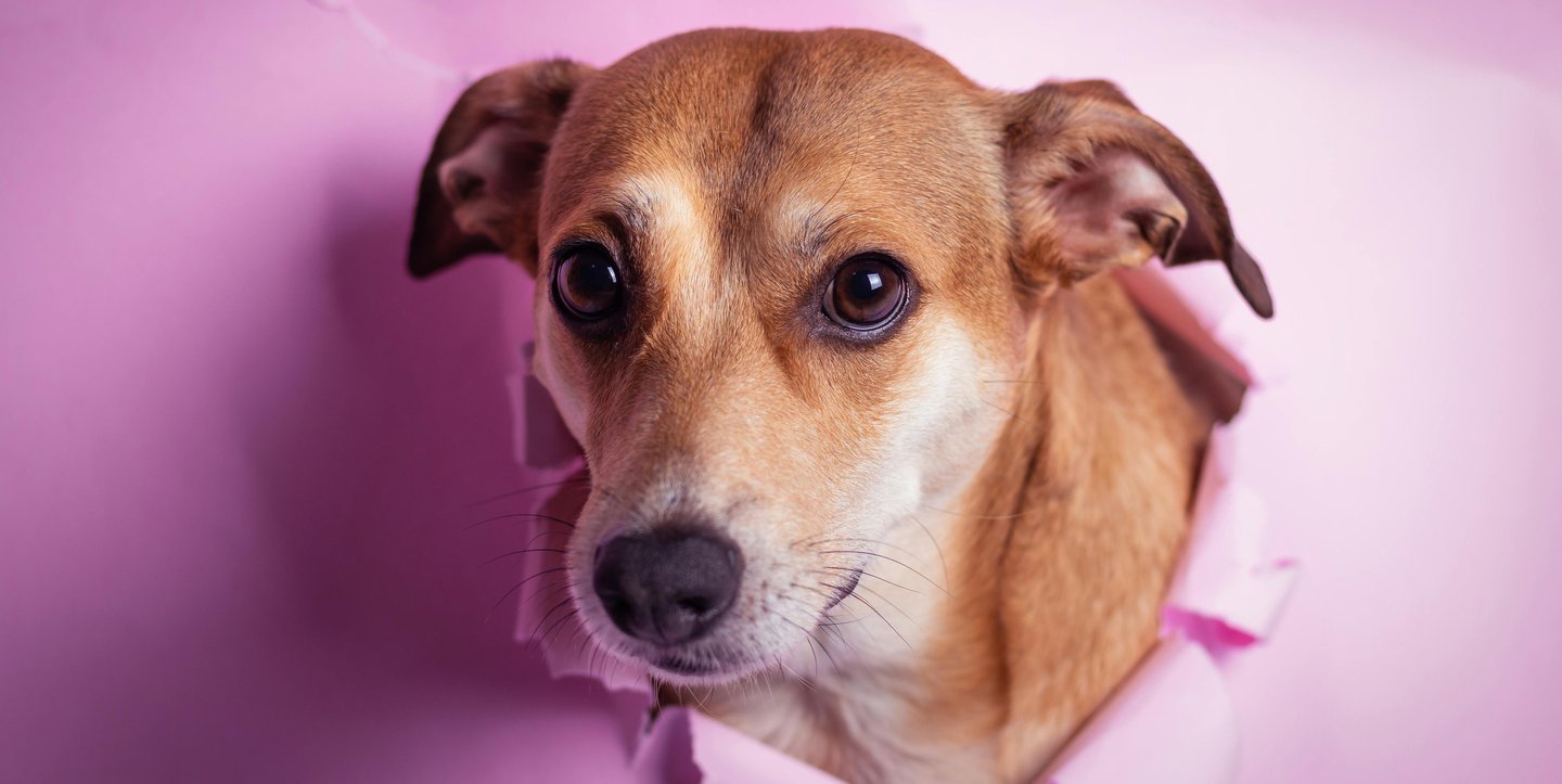 Professional Pet Grooming Services in Qatar