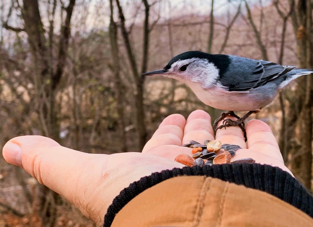 Les oiseaux forestiers des Hauts de Revin