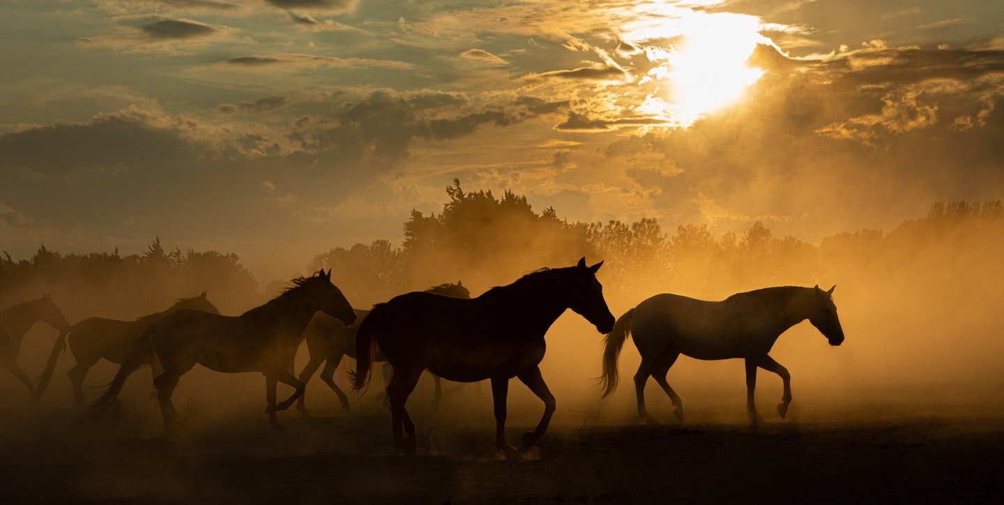 Silhouette of wild horses running through dust at golden hour sunset.