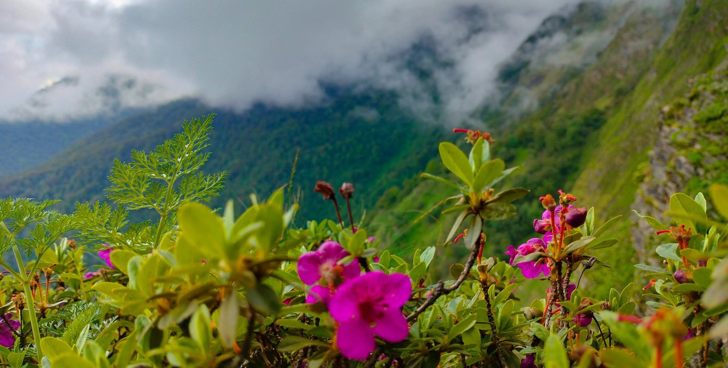 Bright pink rhododendrons with lush green leaves against foggy mountain slopes