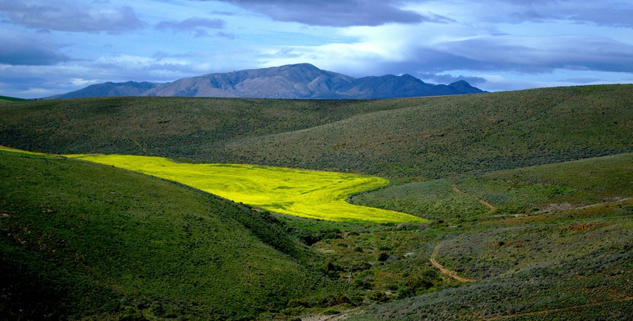 Overberg landscape with canola fields