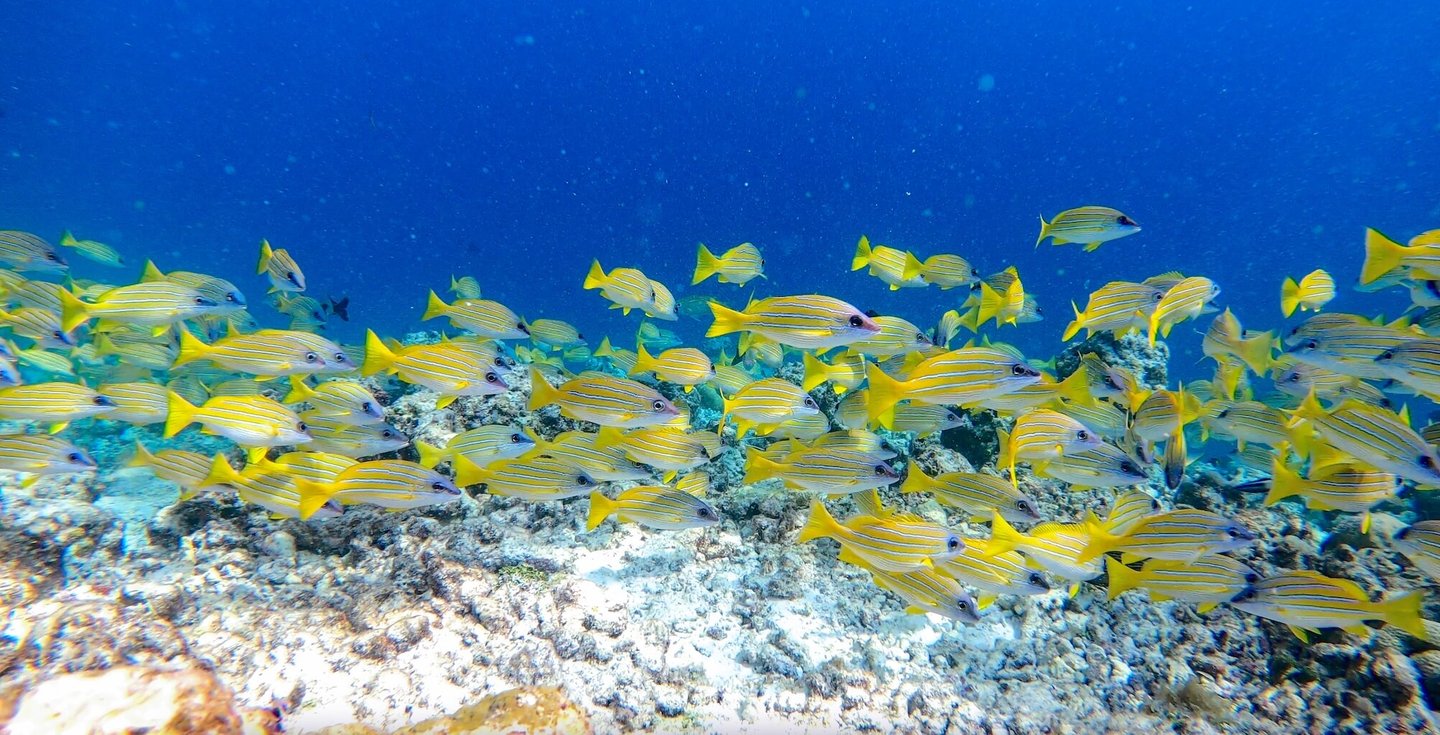 COMO Cocoa Island Maldives house reef snorkelling