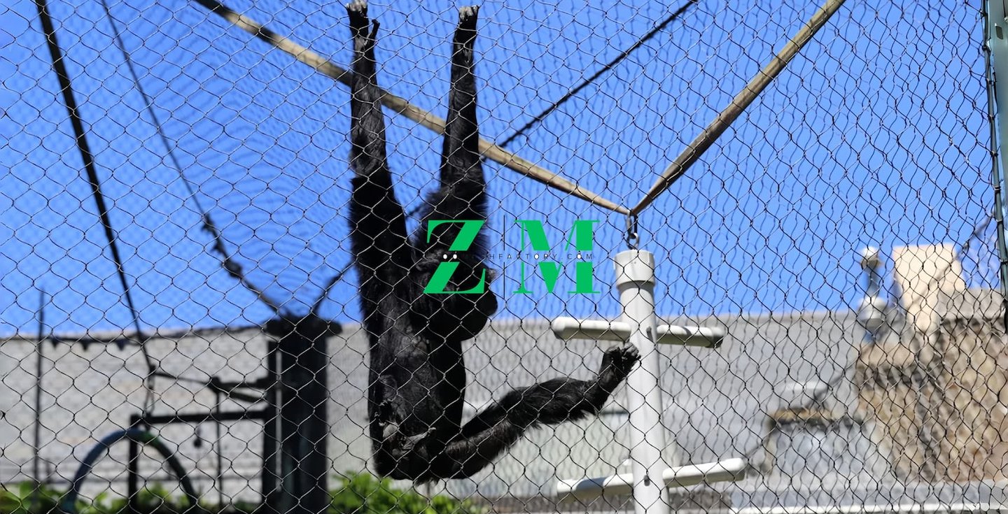 A black siamang gibbon hangs upside down from a mesh enclosure at a zoo with a clear blue sky background.