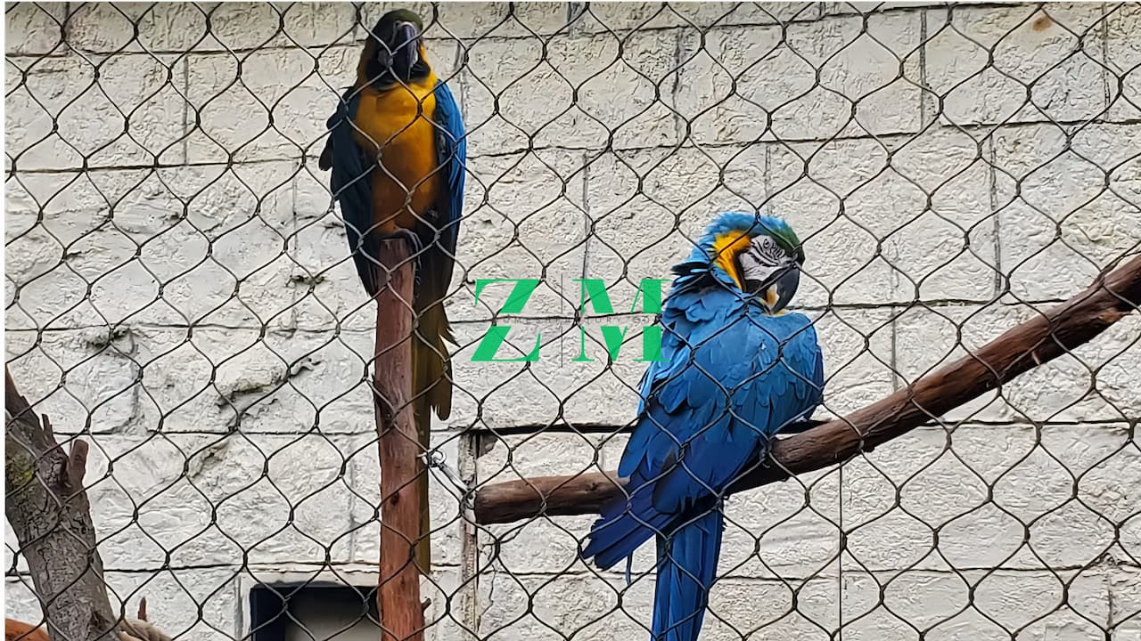 Two vibrant blue and gold macaws perched on branches inside a wire mesh aviary enclosure.