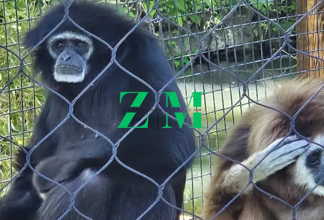 A black gibbon and a brown gibbon sitting behind a wire fence in a zoo enclosure.