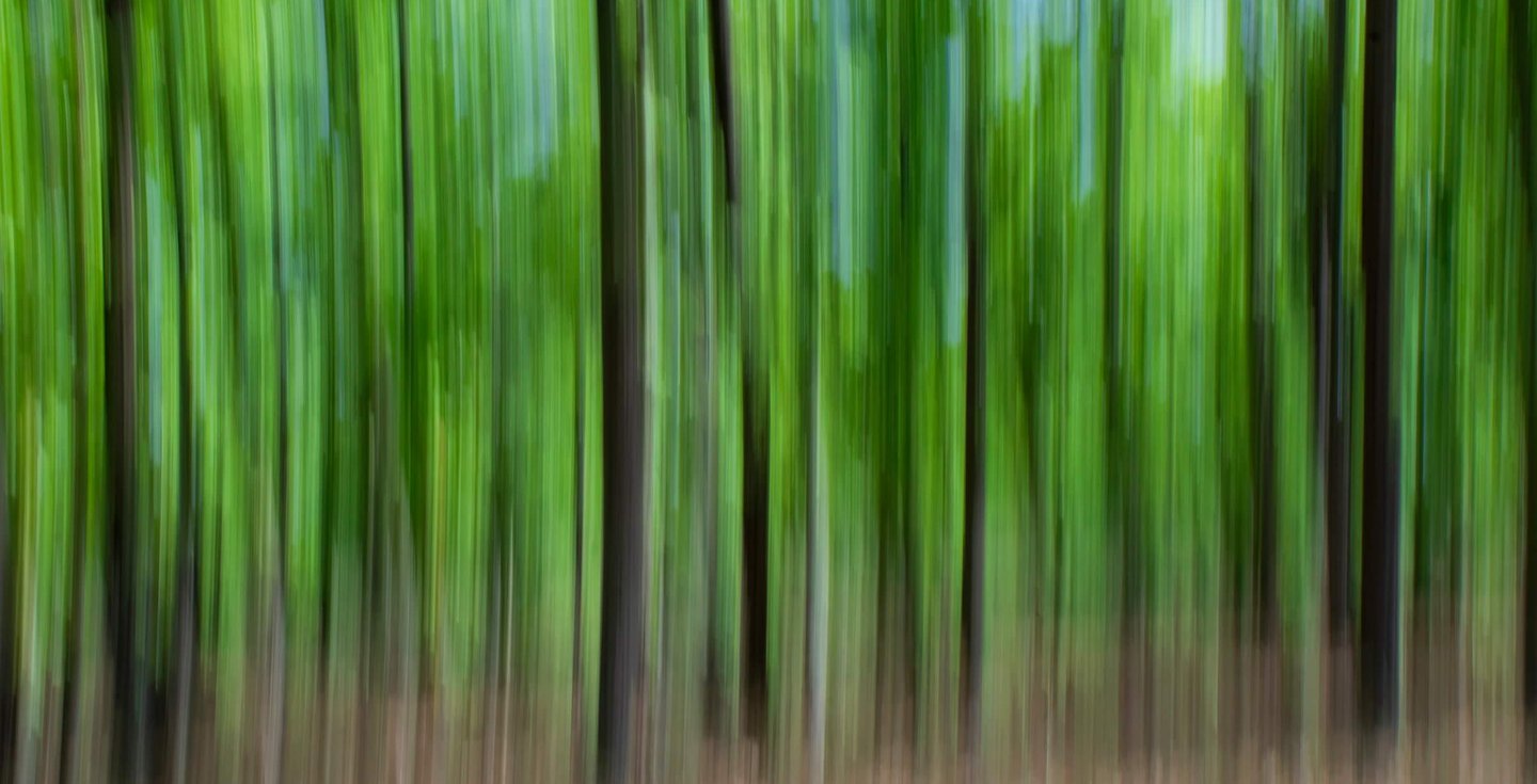 Evergreen Sal forest of Central India Forest