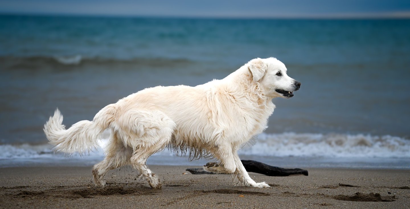 photographie animalier