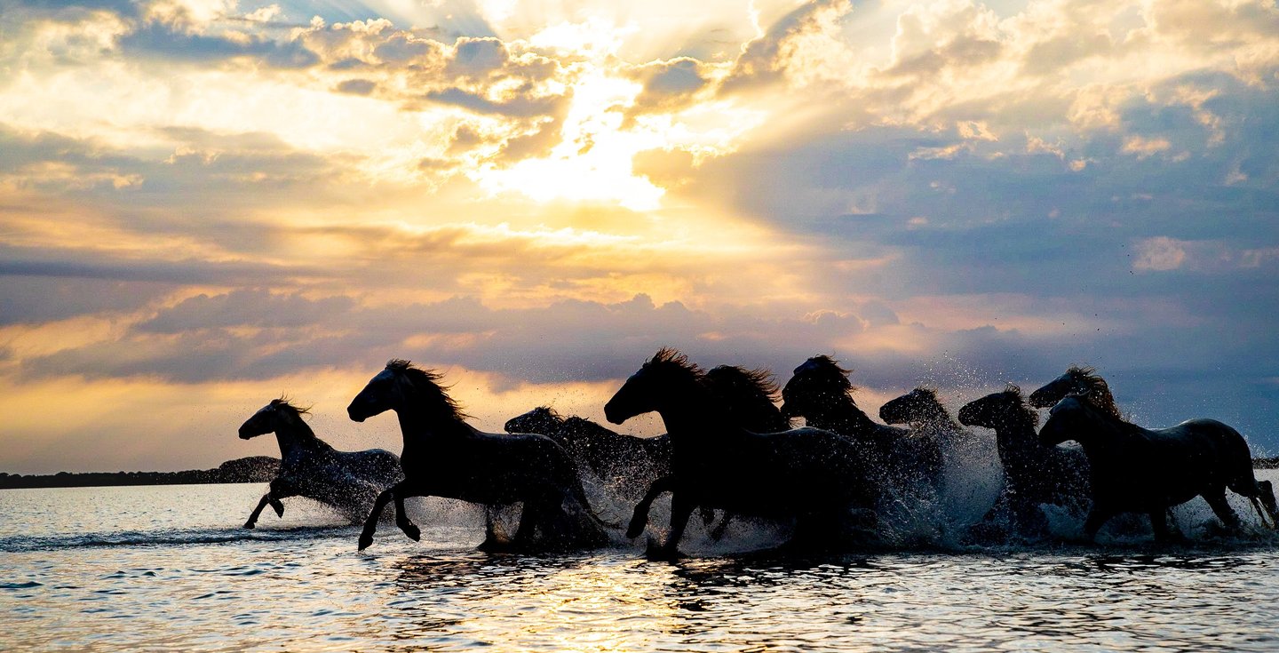 A herd of wild horses gallops through water at sunset, creating splashes under a golden sky with sun rays.